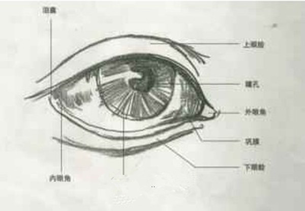 素描石膏像眼睛畫法步驟圖解