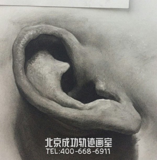 素描耳朵的畫法圖解